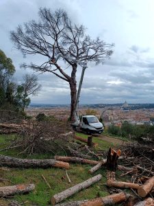 Quanto ci costano i pini di Roma. Meglio curarli o abbatterli?