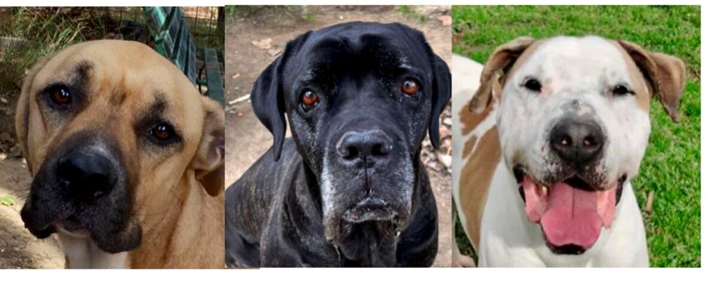 Adottare cani: i quatto zampe in cerca di una casa