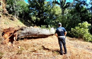 Albero crolla al Gianicolo e danneggiata la cancellata