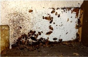 Topi, blatte, fognature rotte e citofoni inesistenti nelle case popolari di Casal De Pazzi