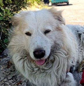 Il cane Giorgio ucciso a coltellate da due fratelli. La carcassa gettata in un torrente