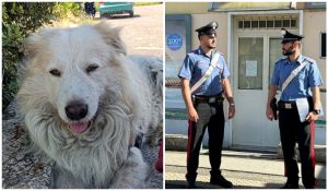 Cane ucciso a Ponte Galeria, il caso diventa politico: "Il canile comunale non lo ha tutelato"