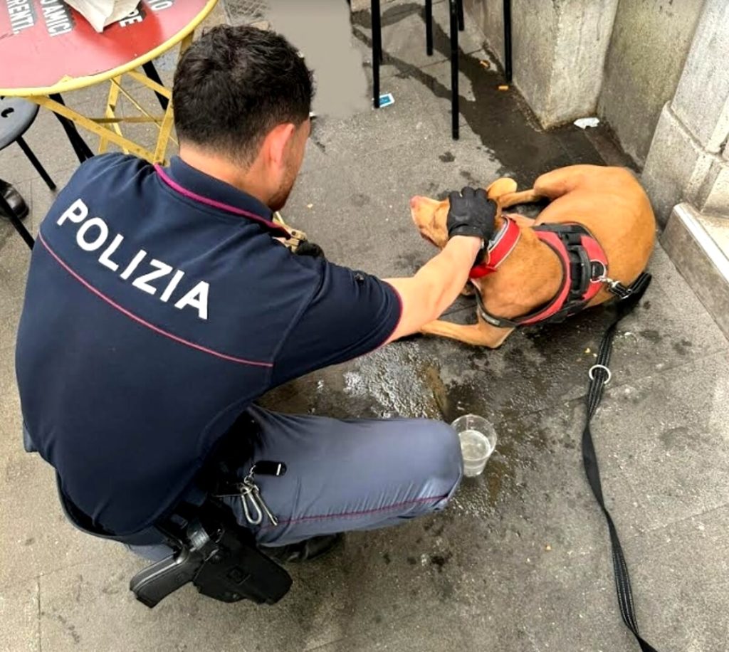 Picchia cane incinta cane con calci pugni e poi la butta nel cassonetto dei rifiuti