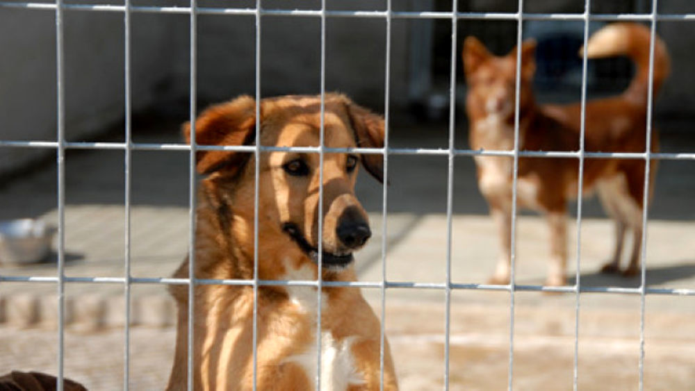 Canili privati, il comune fa un passo indietro: modificato il bando