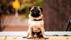 Decodificare il comportamento del tuo cane: perché il mio cane si siede durante le passeggiate?