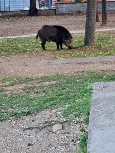 Stefano Violati morto dopo incidente contro un cinghiale, le indagini e un altro drammatico precedente