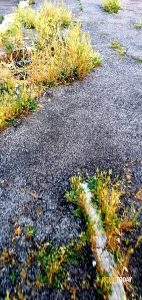 LETTORI - Degrado e Abbandono a Torre Spaccata