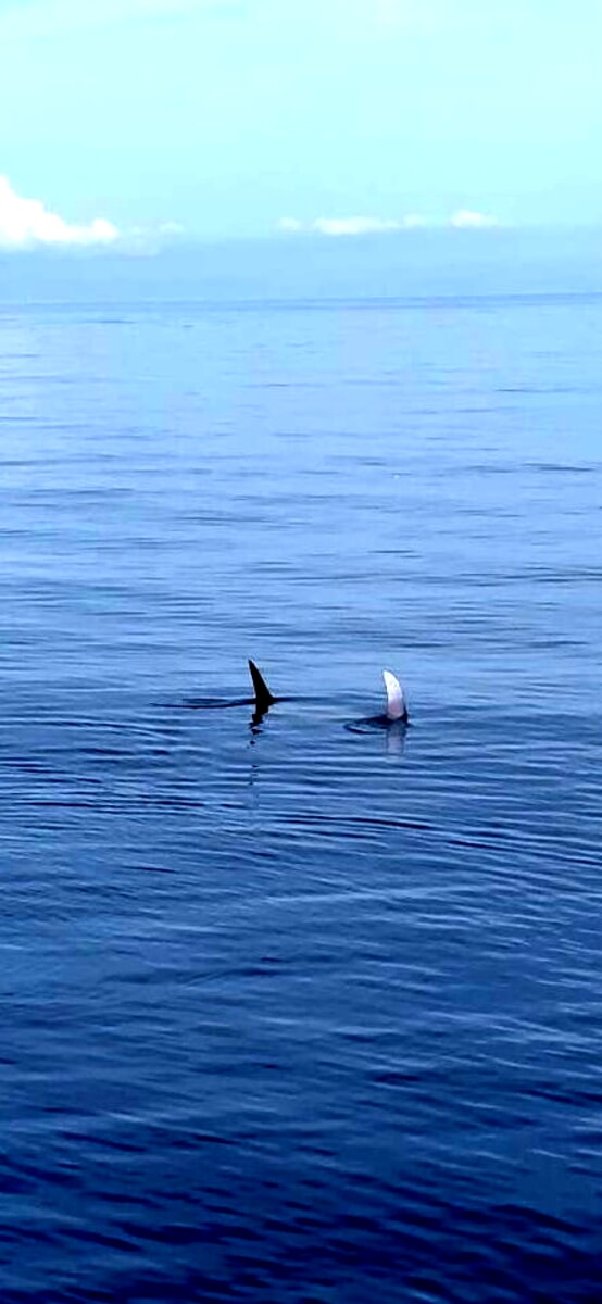 Non solo delfini e tartarughe giganti. A largo di Ostia nuotano anche i "diavoli di mare"