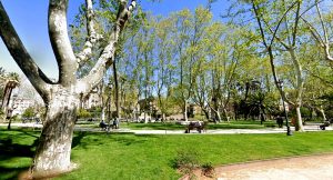Esquilino, potature d’urgenza sui platani di piazza Vittorio: a rischio un albero monumentale