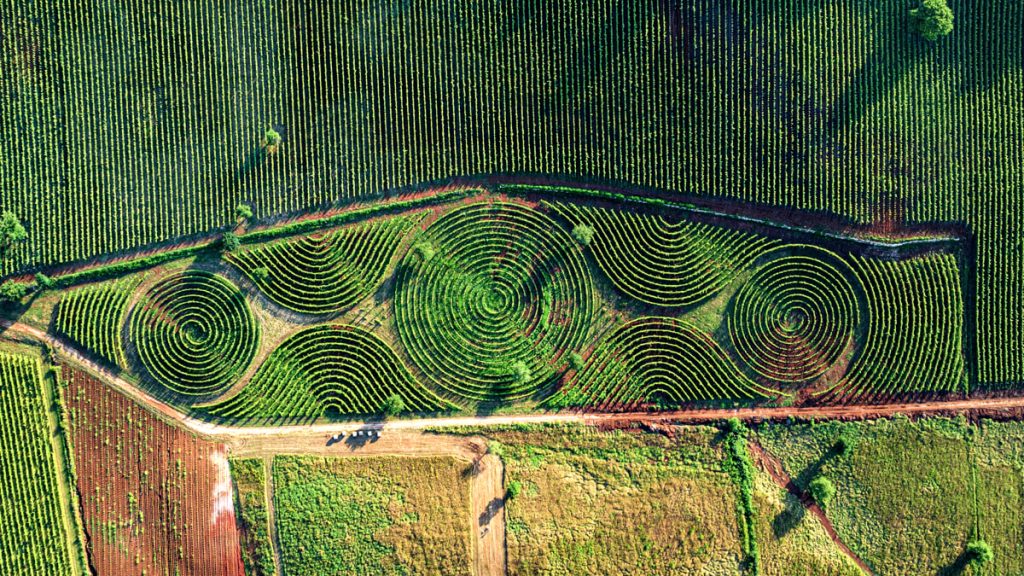 Nel Lazio nasce il primo vigneto-labirinto al mondo: capolavoro di architettura del paesaggio