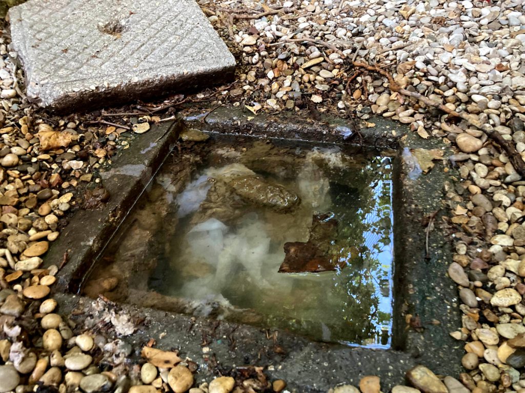 Lo scarico fognario è rotto, nel giardino del centro anziani arrivano i liquami