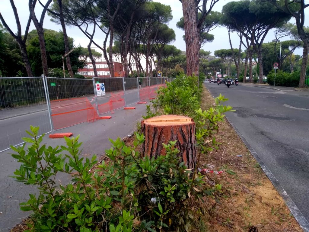Foro Italico, via i pini tra le proteste: "Erano già stati trattati contro la cocciniglia"