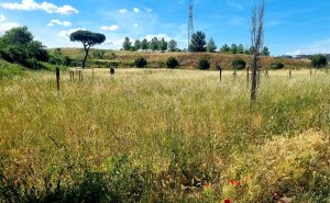 VI Municipio, Il servizio giardini non arriva e il presidente Franco attacca il Campidoglio