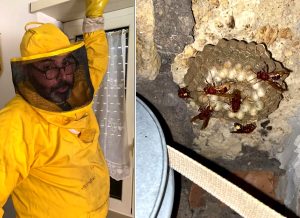 Vespa orientalis, trovato un nido alle porte di Roma: "Si stanno espandendo, è un guaio"