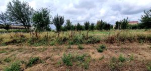 Pietralata, sono già morti gli alberi di via del Tufo, verranno ripiantati ad ottobre