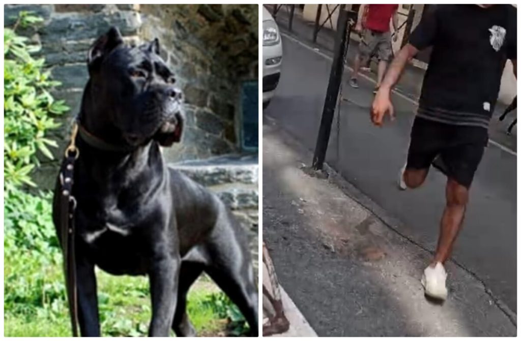 Avvocato pestato per un rimprovero: denunciato il picchiatore proprietario del cane senza museruola