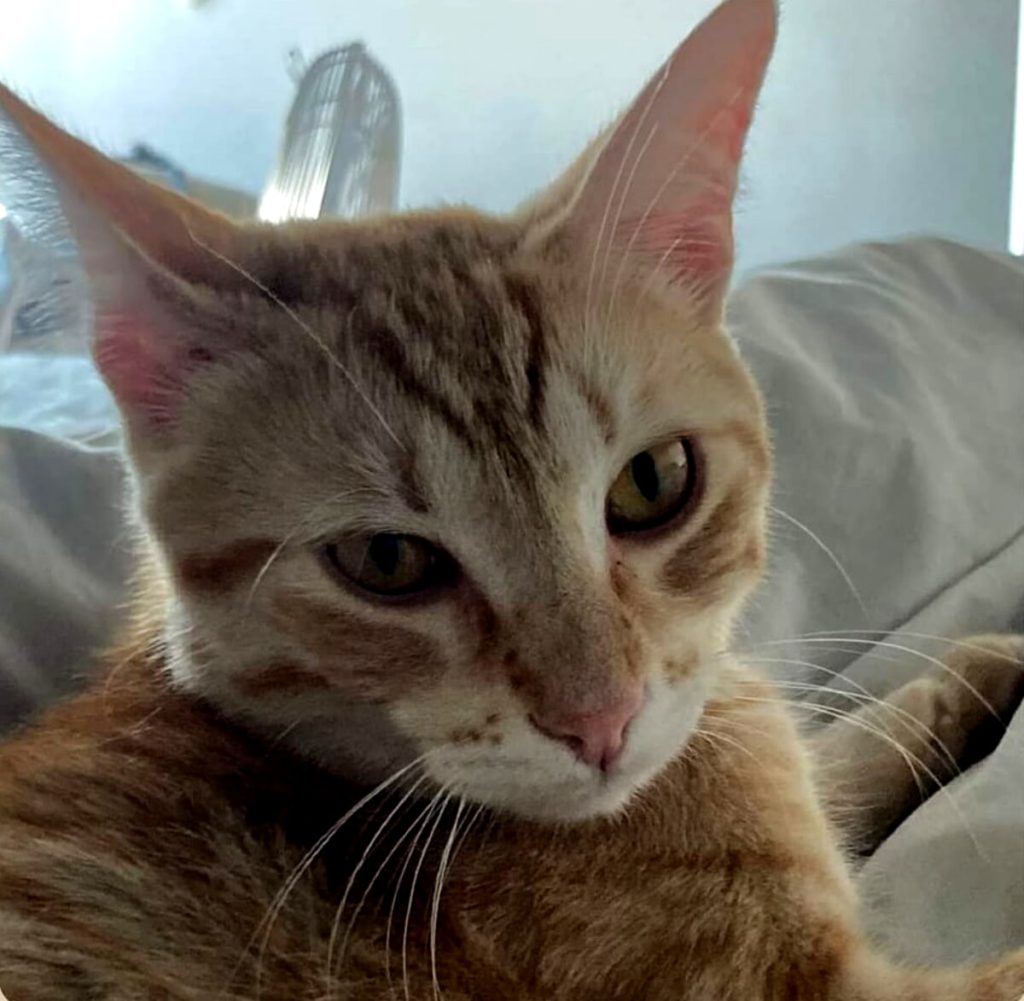 "Caracas", il gatto del Mandrione legato ai binari e travolto dal treno. Fiaccolata nel quartiere