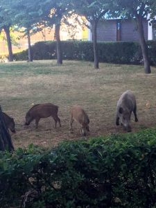 La Regione dà l’ok alla caccia al cinghiale per contrastare la peste suina e tutelare le aree agricole