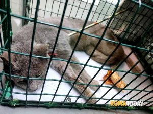 Gatti trafitti con una balestra, recuperato un secondo micio ferito: amputata la zampa