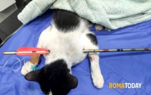"C'è una persona che spara frecce con una balestra contro i gatti"