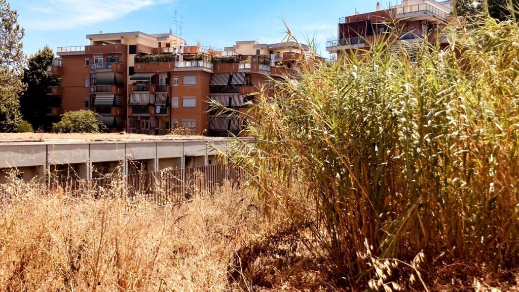 Portuense, cresce la savana intorno all'immobile abbandonato: "Si rischia l'incendio"