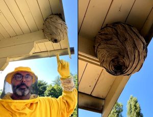 Rimosso un maxi nido di vespe: “Avevano già attaccato due uomini”