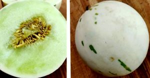 Melone Dino, un "uovo di dinosauro" nei supermercati e sui banchi di ortofrutta di Roma