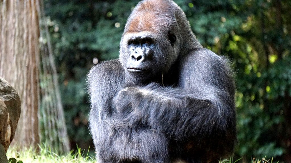 L'orango selvatico di Sumatra utilizza piante medicinali per curare le ferite facciali