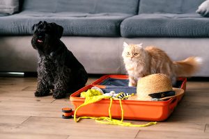 In vacanza con Fido e Micio: i consigli per stare bene con il nostro quattro zampe