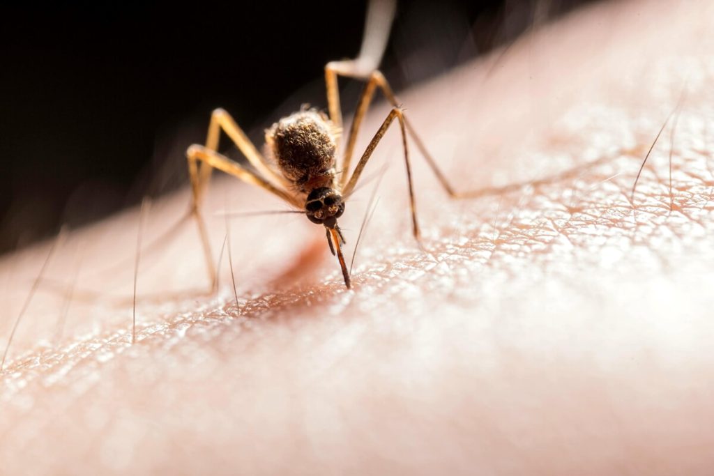Oropouche virus, Roma in prima linea. Lo Spallanzani: "Pronti a identificare la sintomatologia"