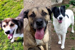 Adottare cani: i quattro zampe che non vedono l’ora di conoscervi