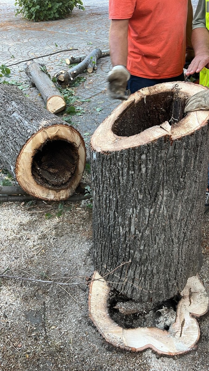Santa Maria della Pietà, partono (tra le polemiche) gli abbattimenti degli alberi