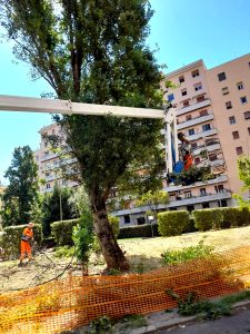 Verifiche sugli alberi di piazza Prati degli Strozzi: "Necessario un abbattimento"