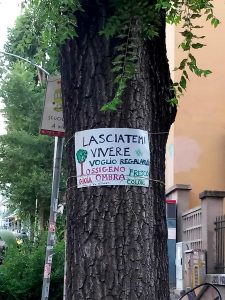 No al taglio degli olmi: a Monteverde decine di cartelli in difesa degli alberi