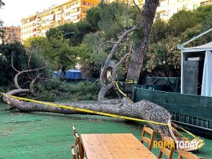 Tragedia sfiorata a Villa Lazzaroni: albero si spezza e crolla nell'area food dell'arena cinema