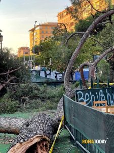 Albero crollato a Villa Lazzaroni: l'arena cinematografica resta aperta
