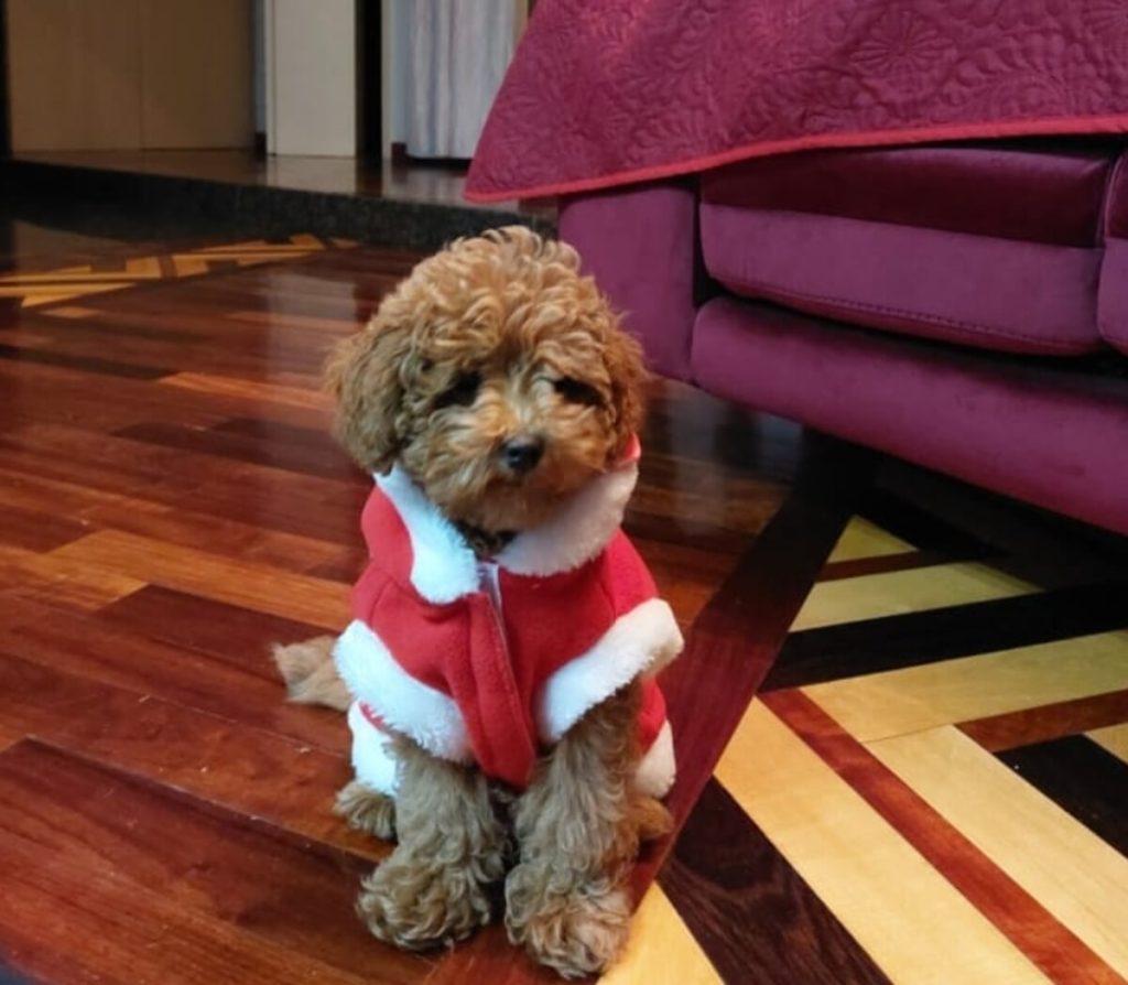 Oliver, il barboncino di due anni sbranato e ucciso da un cane