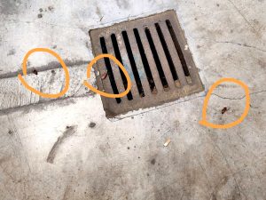 Allarme blatte a Roma sud: "Tra mancata disinfestazione e immondizia stanno invadendo i palazzi"