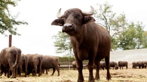 In provincia di Rieti si fanno mozzarelle con bufale allevate a 1000 metri sul Terminillo
