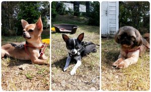 Rubano camper con tre cani dentro a una famiglia di turisti:: "Aiutateci a ritrovarli"