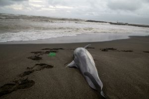Delfino trovato morto a Fregene