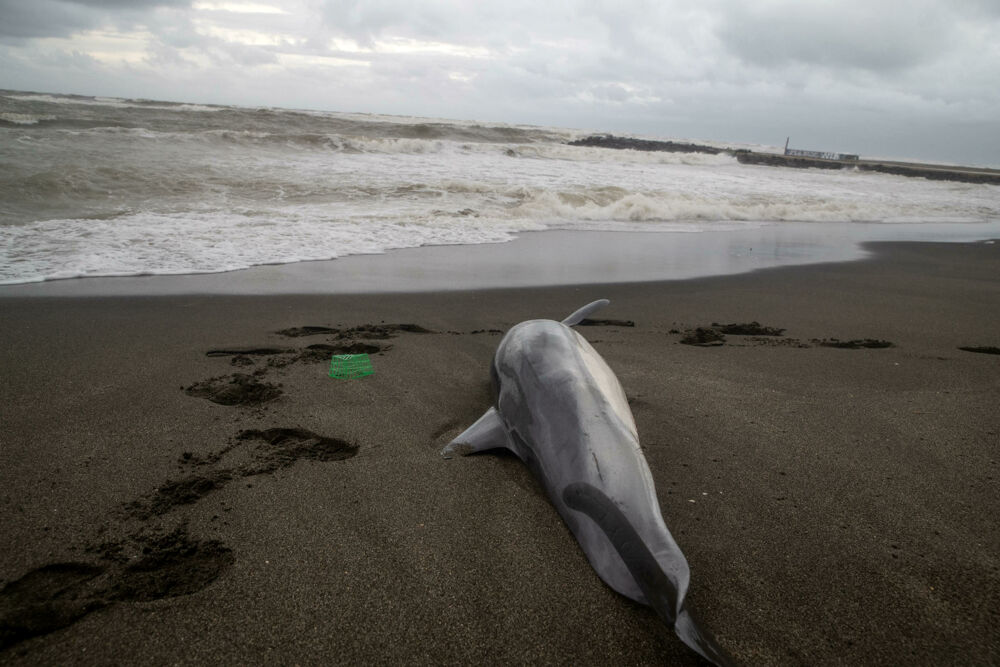 Delfino trovato morto a Fregene