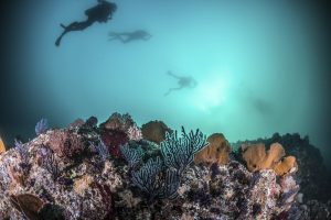 Le migliori immersioni in Italia