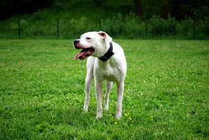 Donna azzannata da un dogo argentino mentre difende il marito