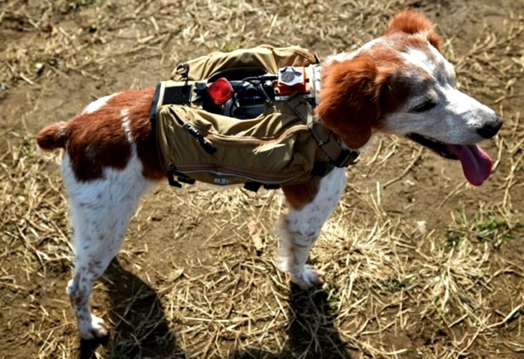Robodogs, il giubbotto che aiuta i cani da soccorso a trovare i dispersi