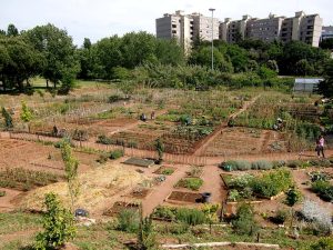 Contadini capitolini. A Roma è orti urbani mania