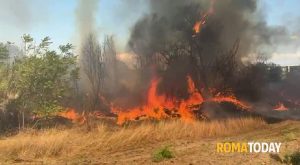 Incendi a Roma, il numero degli animali morti è incalcolabile