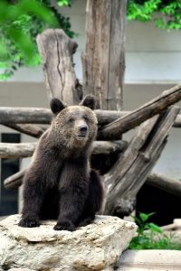 Dal Bioparco alla Germania: l'orso Kuma, salvato dalla morte, torna in semi-libertà