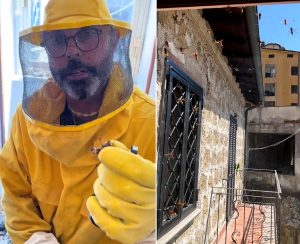 Vespa orientalis, ora anche a nord della Capitale: “Si sta espandendo, non è una buona notizia”