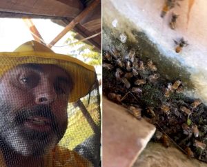 Lo sciame di api salva la casa dal crollo